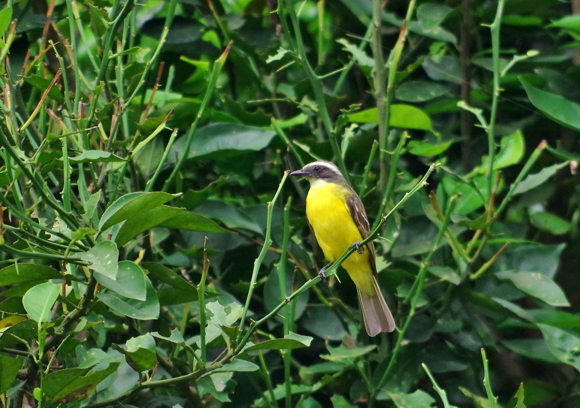 Social flycatcher (Myiozetetes similis) Minca, Magdalena, Colombia. Jun 3, 2014. Colombia,Geotagged,Myiozetetes similis,Social flycatcher,Spring
