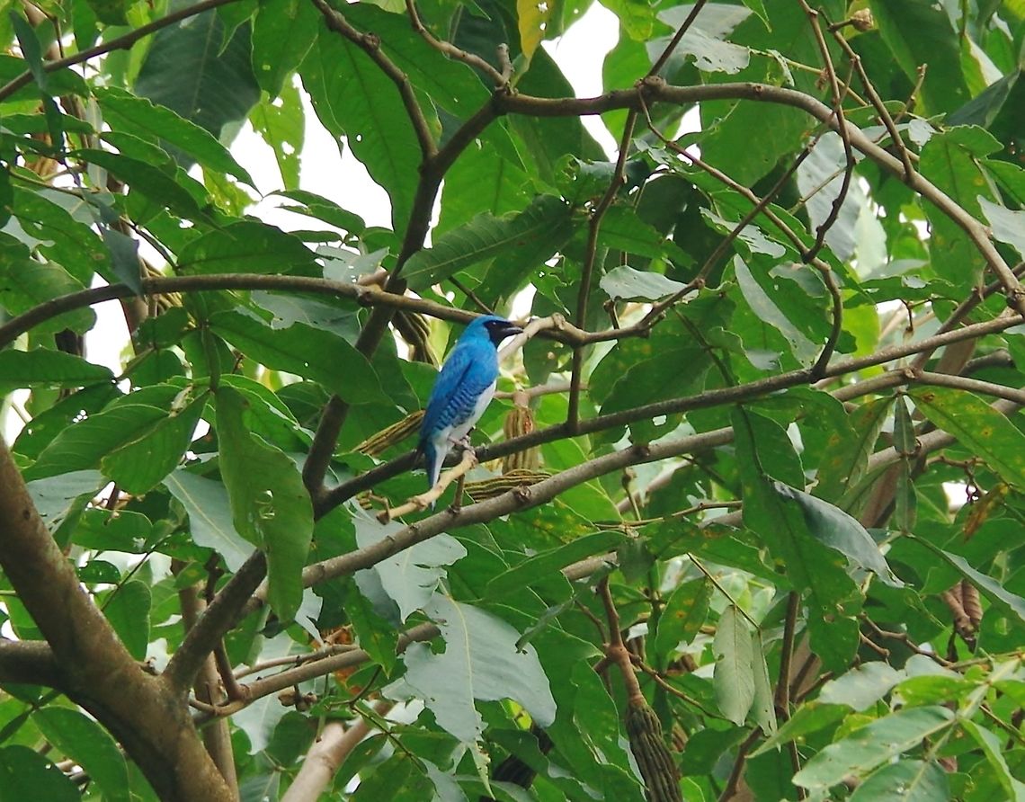 Swallow tanager (Tersina viridis) Minca, Magdalena, Colombia. Jun 3, 2014. Colombia,Geotagged,Spring,Swallow tanager,Tersina viridis