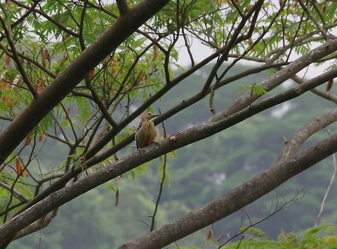 Red-crowned woodpecker (Melanerpes rubricapillus) Minca, Magdalena, Colombia. Jun 3, 2014. Colombia,Geotagged,Melanerpes rubricapillus,Red-crowned woodpecker,Spring