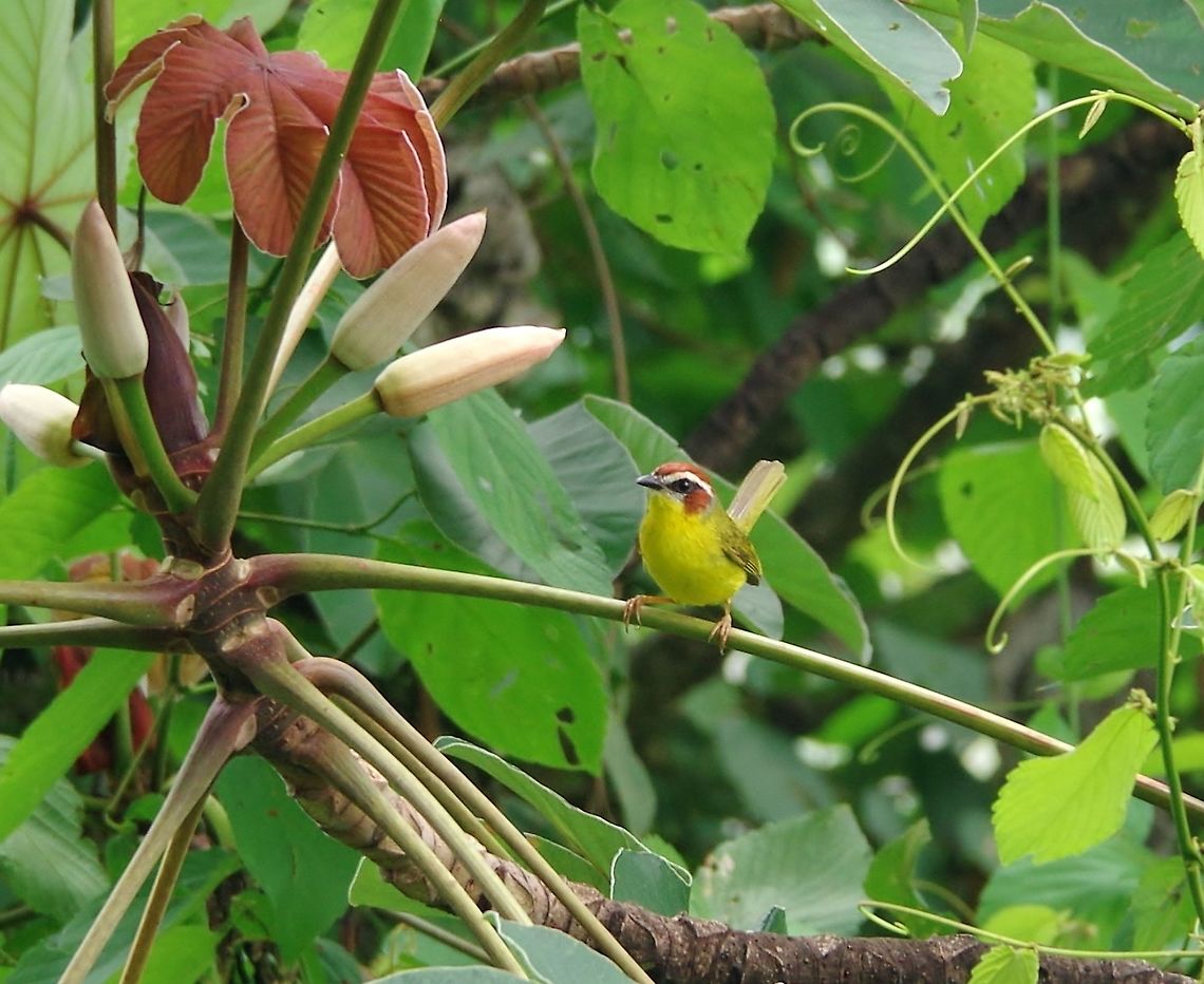 Rufous-capped warbler (Basileuterus rufifrons) Minca, Magdalena, Colombia. Jun 3, 2014. Basileuterus rufifrons,Colombia,Geotagged,Rufous-capped warbler,Spring