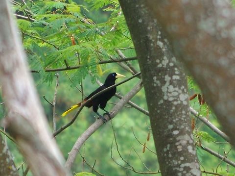 Crested oropendola (Psarocolius decumanus) Minca, Magdalena, Colombia. Jun 3, 2014. Colombia,Crested oropendola,Geotagged,Psarocolius decumanus,Spring