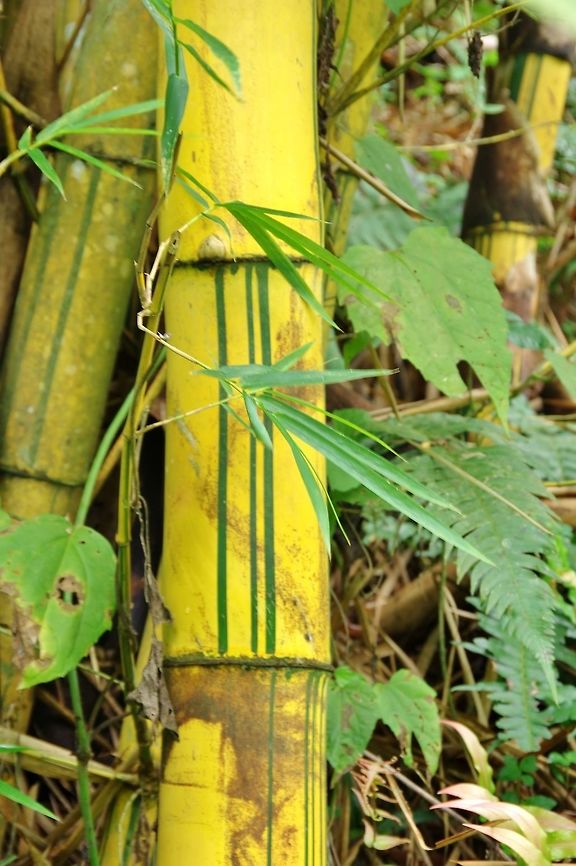 Chinese giant bamboo (Phyllostachys vivax var. aureocaulis) Minca, Magdalena, Colombia. Jun 3, 2014.<br />
Not native, but so lovely I couldn't resist. Colombia,Geotagged,Phyllostachys vivax,Spring
