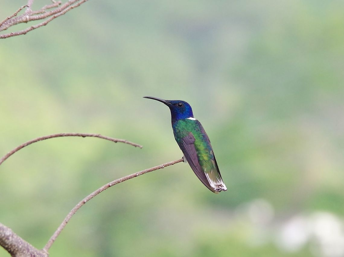 White-necked jacobin (Florisuga mellivora) Minca, Magdalena, Colombia. Jun 3, 2014. Colombia,Florisuga mellivora,Geotagged,Spring,White-necked jacobin