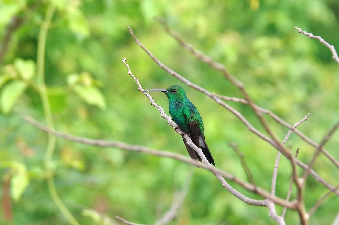 White-vented plumeleteer (Chalybura buffonii) Minca, Magdalena, Colombia. Jun 3, 2014. Chalybura buffonii,Colombia,Geotagged,Spring,White-vented plumeleteer