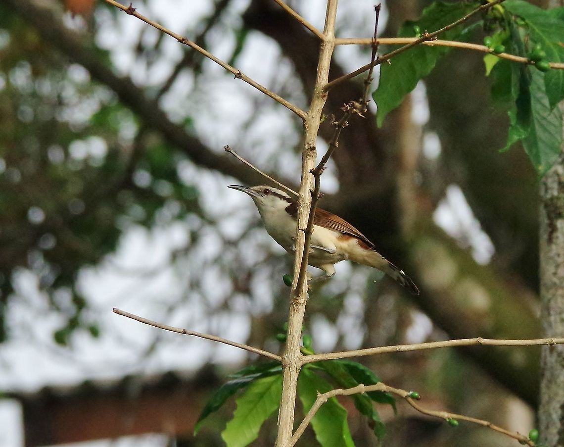 Bicolored wren (Campylorhynchus griseus) Minca, Magdalena, Colombia. Jun 3, 2014. Bicolored wren,Campylorhynchus griseus,Colombia,Geotagged,Spring