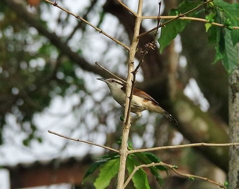 Bicolored wren (Campylorhynchus griseus) Minca, Magdalena, Colombia. Jun 3, 2014. Bicolored wren,Campylorhynchus griseus,Colombia,Geotagged,Spring