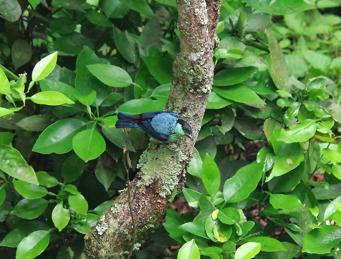 Black-capped tanager (Tangara heinei) Caqueza, Cundinamarca, Colombia. Jun 5, 2014. Black-capped tanager,Colombia,Geotagged,Spring,Tangara heinei
