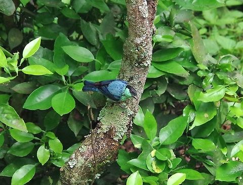 Black-capped tanager (Tangara heinei) Caqueza, Cundinamarca, Colombia. Jun 5, 2014. Black-capped tanager,Colombia,Geotagged,Spring,Tangara heinei