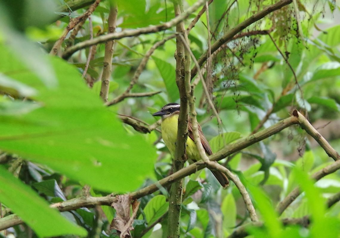 Great kiskadee (Pitangus sulphuratus) Caqueza, Cundinamarca, Colombia. Jun 5, 2014. Colombia,Geotagged,Great kiskadee,Pitangus sulphuratus,Spring