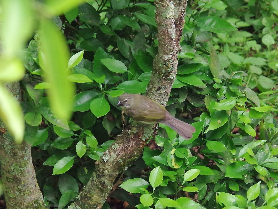 Streaked saltator (Saltator striatipectus) Caqueza, Cundinamarca, Colombia. Jun 5, 2014. Colombia,Geotagged,Saltator striatipectus,Spring,Streaked saltator