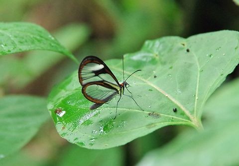 Ithomia agnosia (Nymphalidae) Caqueza, Cundinamarca, Colombia. Jun 5, 2014. Colombia,Geotagged,Ithomia agnosia,Spring