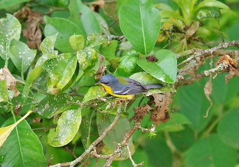 Tropical parula (Setophaga pitiayumi) Caqueza, Cundinamarca, Colombia. Jun 5, 2014. Colombia,Geotagged,Setophaga pitiayumi,Spring,Tropical parula
