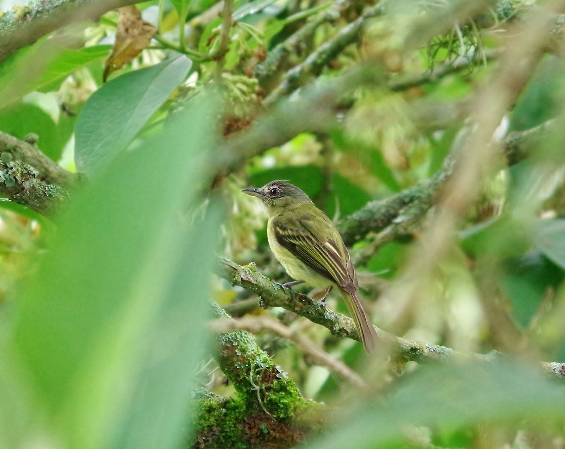 Yellow-olive flatbill (Tolmomyias sulphurescens) Caqueza, Cundinamarca, Colombia. Jun 5, 2014. Colombia,Geotagged,Spring,Tolmomyias sulphurescens,Yellow-olive flatbill