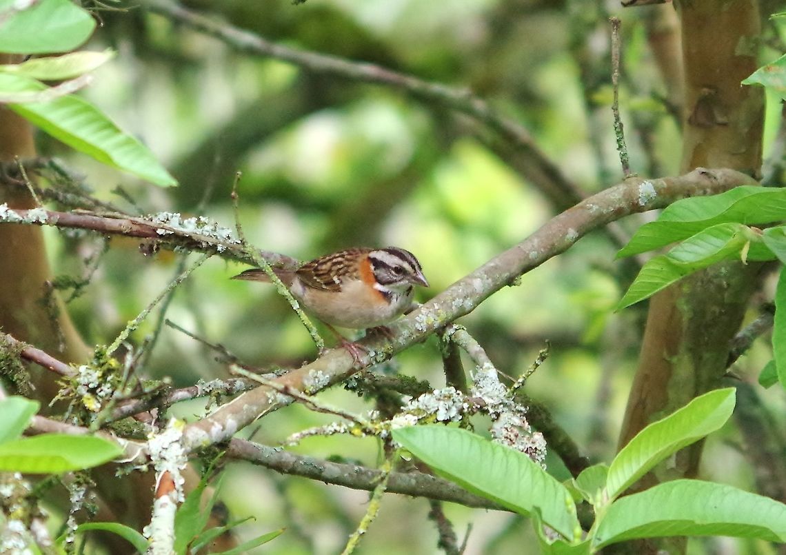 Rufous-collared sparrow (Zonotrichia capensis) Caqueza, Cundinamarca, Colombia. Jun 5, 2014. Colombia,Geotagged,Rufous-collared sparrow,Spring,Zonotrichia capensis