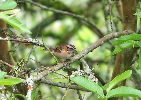 Rufous-collared sparrow (Zonotrichia capensis) Caqueza, Cundinamarca, Colombia. Jun 5, 2014. Colombia,Geotagged,Rufous-collared sparrow,Spring,Zonotrichia capensis