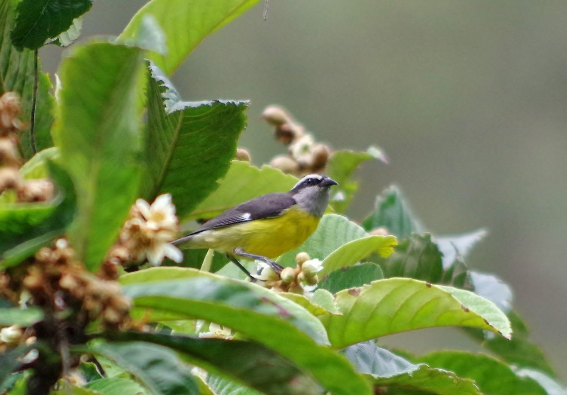 Bananaquit (Coereba flaveola) Caqueza, Cundinamarca, Colombia. Jun 5, 2014. Bananaquit,Coereba flaveola,Colombia,Geotagged,Spring