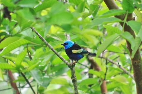 Blue-necked tanager (Tangara cyanicollis) Caqueza, Cundinamarca, Colombia. Jun 5, 2014. Blue-necked tanager,Colombia,Geotagged,Spring,Tangara cyanicollis