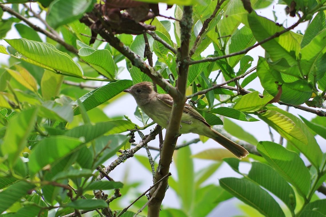 Yellow-bellied elaenia (Elaenia flavogaster) Caqueza, Cundinamarca, Colombia. Jun 5, 2014. Colombia,Elaenia flavogaster,Geotagged,Spring,Yellow-bellied elaenia
