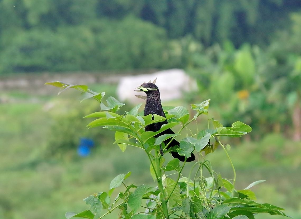 Smooth-billed ani (Crotophaga ani) SFF Otun Quimbaya, Risaralda, Colombia. Jun 6, 2014. Colombia,Crotophaga ani,Geotagged,Smooth-billed ani,Spring