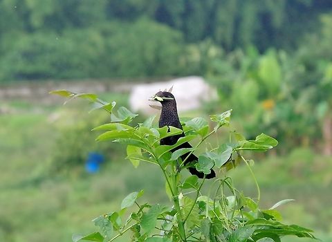 Smooth-billed ani (Crotophaga ani) SFF Otun Quimbaya, Risaralda, Colombia. Jun 6, 2014. Colombia,Crotophaga ani,Geotagged,Smooth-billed ani,Spring