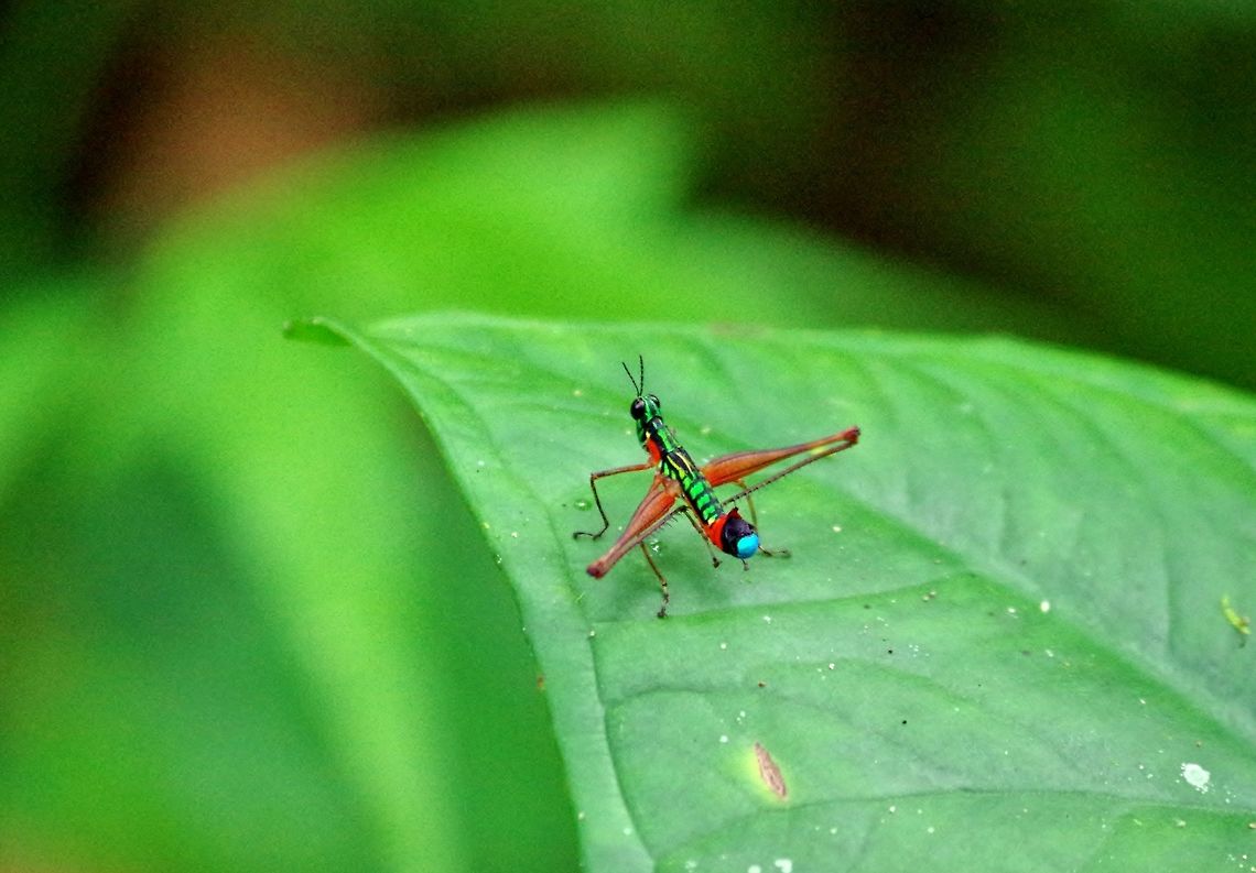 Clown grasshopper (Paramastax poecilosoma) SFF Otun Quimbaya, Risaralda, Colombia. Jun 6, 2014. Colombia,Geotagged,Paramastax poecilosoma,Spring