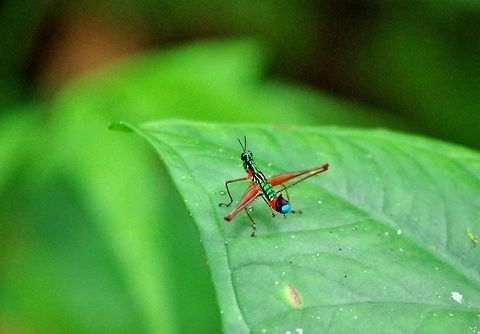 Clown grasshopper (Paramastax poecilosoma) SFF Otun Quimbaya, Risaralda, Colombia. Jun 6, 2014. Colombia,Geotagged,Paramastax poecilosoma,Spring