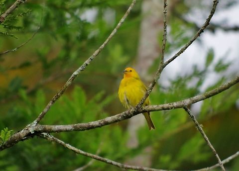 Saffron Finch (Sicalis flaveola) SFF Otun Quimbaya, Risaralda, Colombia. Jun 6, 2014. Colombia,Geotagged,Saffron Finch,Sicalis flaveola,Spring