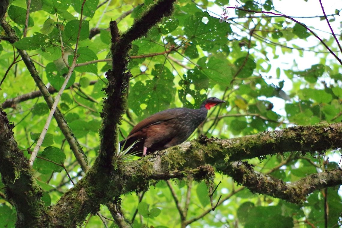 Cauca guan (Penelope perspicax) SFF Otun Quimbaya, Risaralda, Colombia. Jun 6, 2014. Cauca guan,Colombia,Geotagged,Penelope perspicax,Spring
