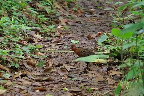 Chestnut wood quail (Odontophorus hyperythrus) SFF Otun Quimbaya, Risaralda, Colombia. Jun 7, 2014. Chestnut wood quail,Colombia,Geotagged,Odontophorus hyperythrus,Spring