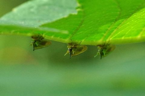 Alchisme tridentata (Membracidae) SFF Otun Quimbaya, Risaralda, Colombia. Jun 7, 2014. Alchisme tridentata,Colombia,Geotagged,Spring