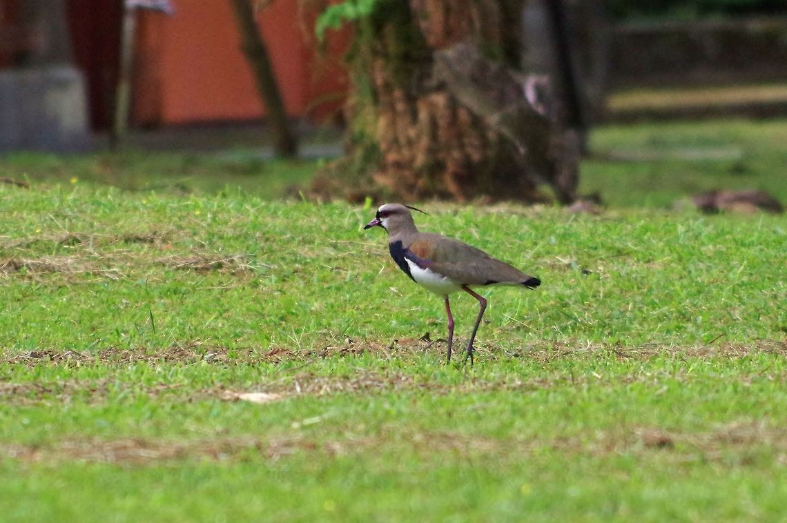 Southern Lapwing (Vanellus chilensis) SFF Otun Quimbaya, Risaralda, Colombia. Jun 7, 2014. Colombia,Geotagged,Southern Lapwing,Spring,Vanellus chilensis