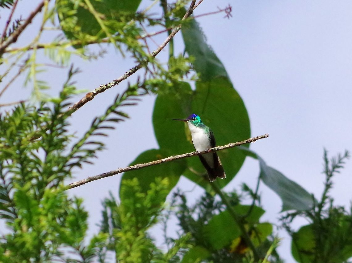 Andean emerald  (Agyrtria franciae) SFF Otun Quimbaya, Risaralda, Colombia. Jun 7, 2014. Agyrtria franciae,Andean emerald,Colombia,Geotagged,Spring