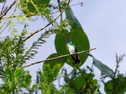 Andean emerald  (Agyrtria franciae) SFF Otun Quimbaya, Risaralda, Colombia. Jun 7, 2014. Agyrtria franciae,Andean emerald,Colombia,Geotagged,Spring