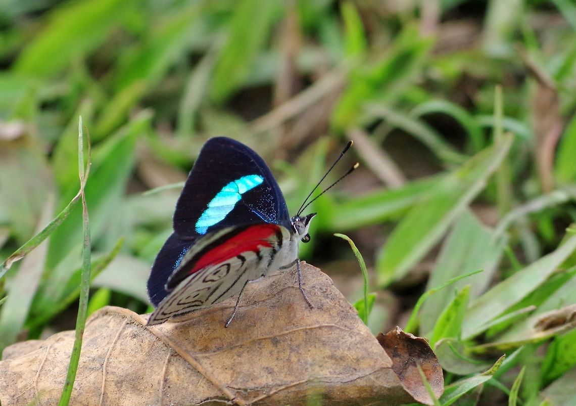 Diaethria euclides (Biblidinae) SFF Otun Quimbaya, Risaralda, Colombia. Jun 7, 2014. Colombia,Diaethria euclides,Geotagged,Spring