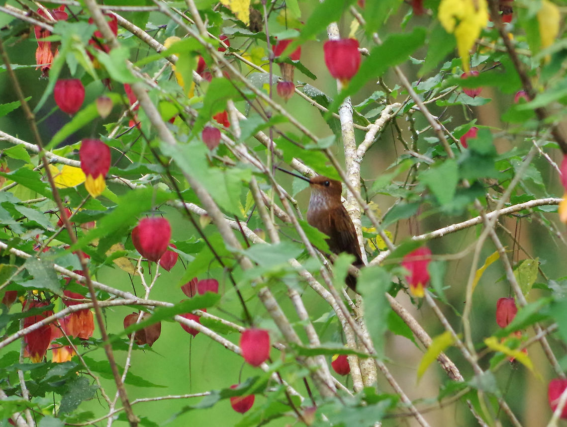 Bronzy inca (Coeligena coeligena) SFF Otun Quimbaya, Risaralda, Colombia. Jun 7, 2014. Bronzy inca,Coeligena coeligena,Colombia,Geotagged,Spring
