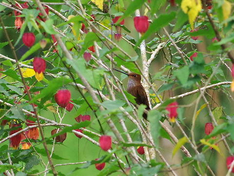 Bronzy inca (Coeligena coeligena) SFF Otun Quimbaya, Risaralda, Colombia. Jun 7, 2014. Bronzy inca,Coeligena coeligena,Colombia,Geotagged,Spring
