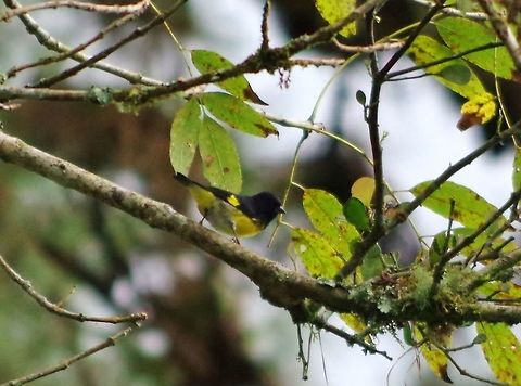 Yellow-bellied siskin (Spinus xanthogastra) SFF Otun Quimbaya, Risaralda, Colombia. Jun 7, 2014. Colombia,Geotagged,Spinus xanthogastra,Spring,Yellow-bellied siskin