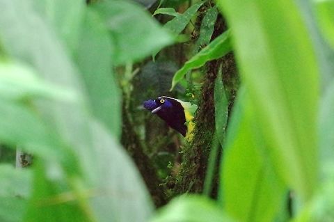 Green Jay (Cyanocorax yncas) SFF Otun Quimbaya, Risaralda, Colombia. Jun 7, 2014. Colombia,Cyanocorax yncas,Geotagged,Green Jay,Spring