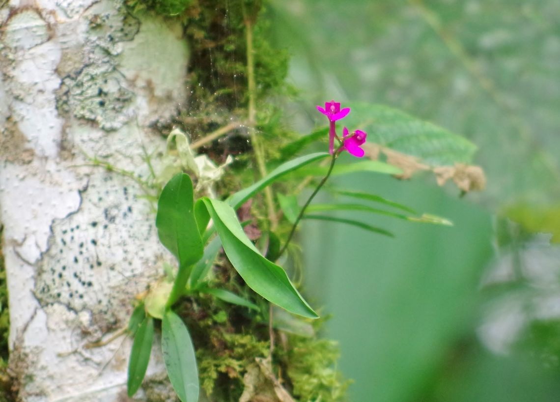 Comparettia falcata (Orchidaceae) SFF Otun Quimbaya, Risaralda, Colombia. Jun 7, 2014. Colombia,Comparettia falcata,Geotagged,Spring