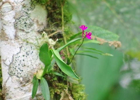 Comparettia falcata (Orchidaceae) SFF Otun Quimbaya, Risaralda, Colombia. Jun 7, 2014. Colombia,Comparettia falcata,Geotagged,Spring