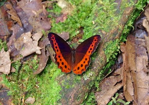 Cloudforest argus (Oxeoschistus simplex) SFF Otun Quimbaya, Risaralda, Colombia. Jun 7, 2014. Colombia,Geotagged,Oxeoschistus simplex,Spring