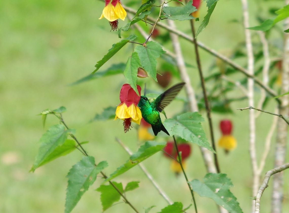 Western emerald (Chlorostilbon melanorhynchus) SFF Otun Quimbaya, Risaralda, Colombia. Jun 7, 2014. Chlorostilbon melanorhynchus,Colombia,Geotagged,Spring,Western emerald