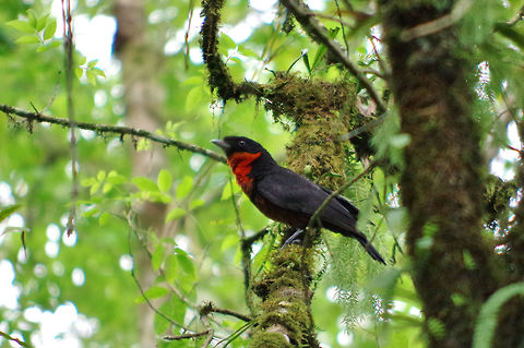Red-ruffed fruitcrow (Pyroderus scutatus) SFF Otun Quimbaya, Risaralda, Colombia. Jun 7, 2014. Colombia,Geotagged,Pyroderus scutatus,Red-ruffed fruitcrow,Spring