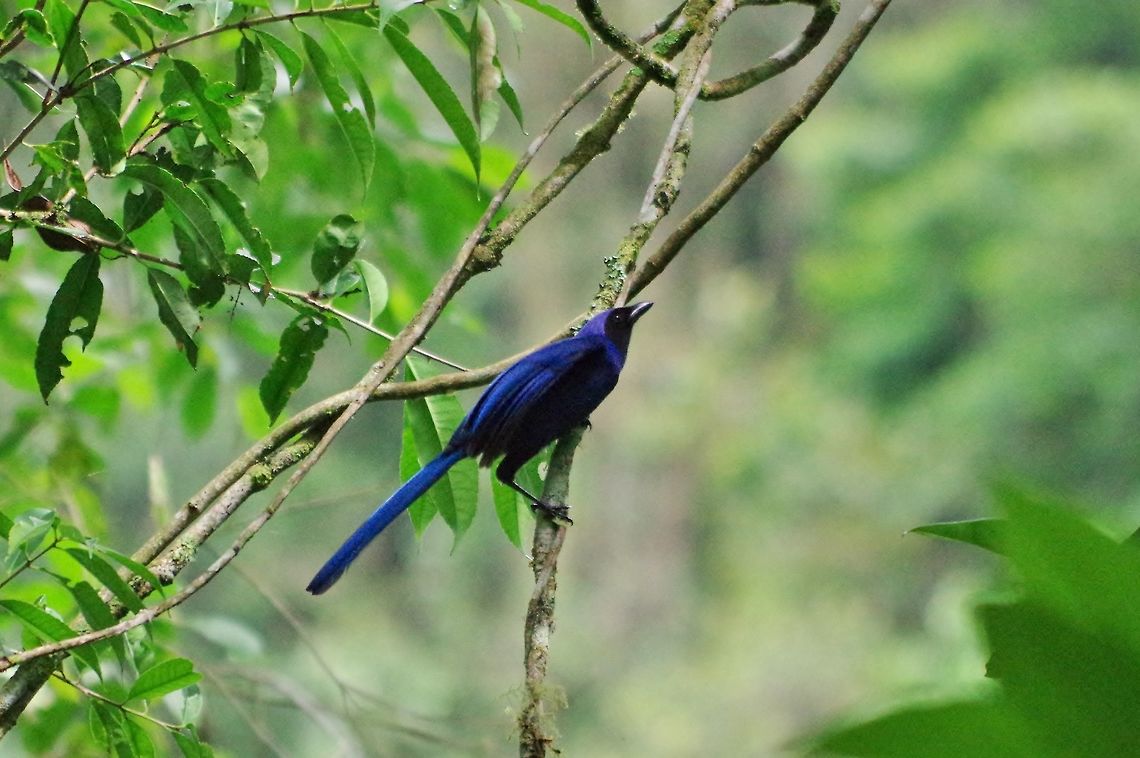 Black-collared jay (Cyanolyca armillata) Ucumari Regional Park, Risaralda, Colombia. Jun 7, 2014. Black-collared jay,Colombia,Cyanolyca armillata,Geotagged,Spring