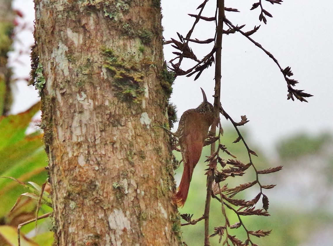 Montane woodcreeper (Lepidocolaptes lacrymiger) Ucumari Regional Park, Risaralda, Colombia. Jun 7, 2014. Colombia,Geotagged,Lepidocolaptes lacrymiger,Montane woodcreeper,Spring