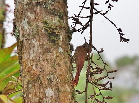 Montane woodcreeper (Lepidocolaptes lacrymiger) Ucumari Regional Park, Risaralda, Colombia. Jun 7, 2014. Colombia,Geotagged,Lepidocolaptes lacrymiger,Montane woodcreeper,Spring