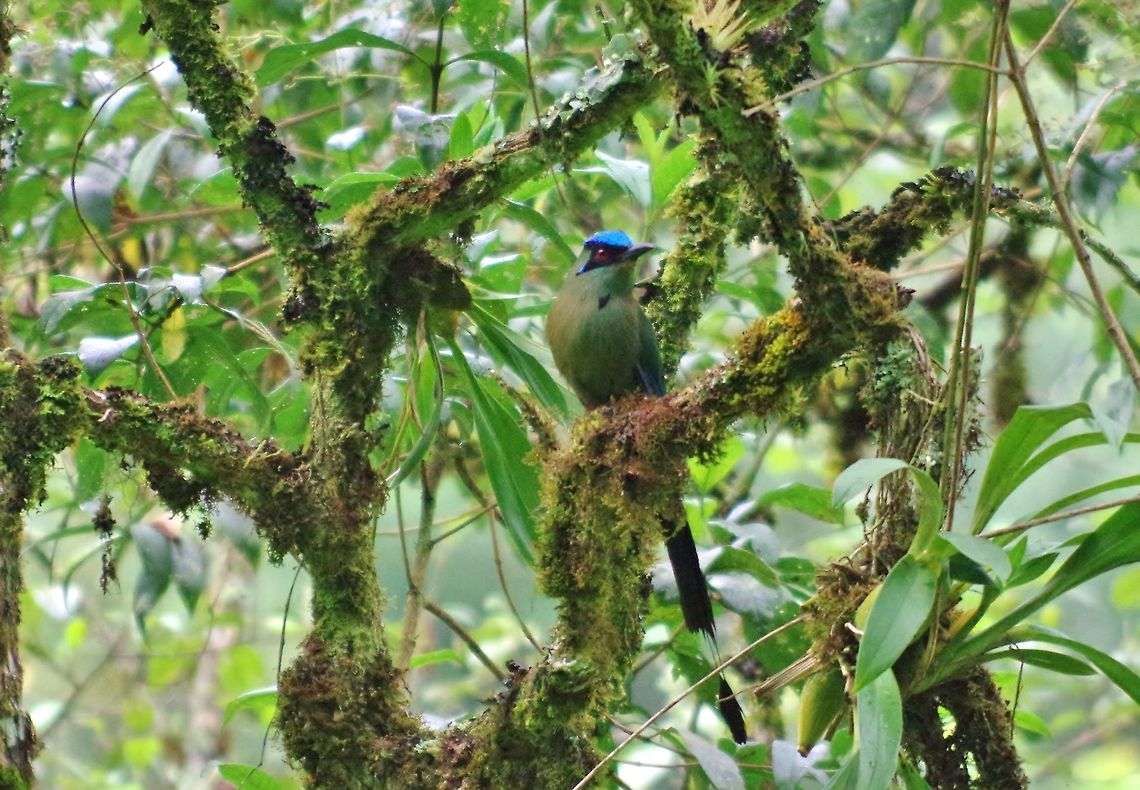 Andean motmot (Momotus aequatorialis) Ucumari Regional Park, Risaralda, Colombia. Jun 8, 2014. Andean motmot,Colombia,Geotagged,Momotus aequatorialis,Spring