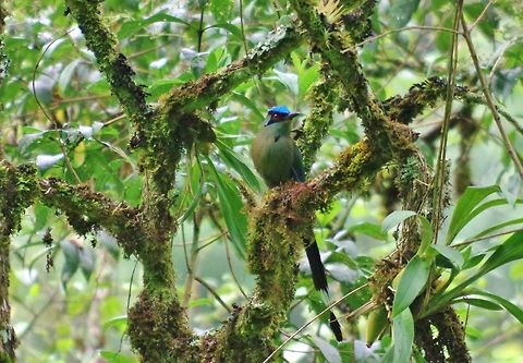 Andean motmot (Momotus aequatorialis) Ucumari Regional Park, Risaralda, Colombia. Jun 8, 2014. Andean motmot,Colombia,Geotagged,Momotus aequatorialis,Spring