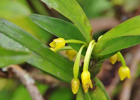 Ornithidium (ex Maxillaria) aureum (Orchidaceae) Ucumari Regional Park, Risaralda, Colombia. Jun 8, 2014. Colombia,Geotagged,Ornithidium aureum,Spring