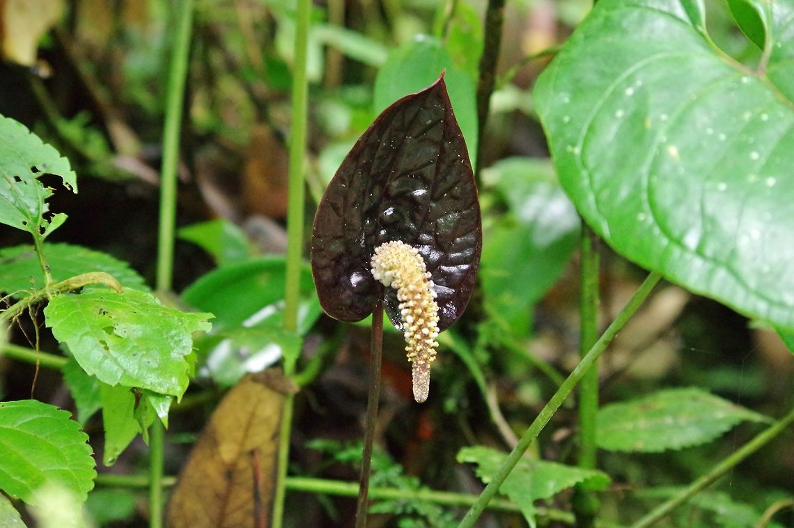 Black Anthurium (Anthurium cabrerense) Ucumari Regional Park, Risaralda, Colombia. Jun 8, 2014. Anthurium cabrerense,Colombia,Geotagged,Spring
